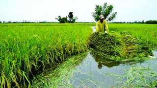 बर्षाले धानबालीमा क्षति